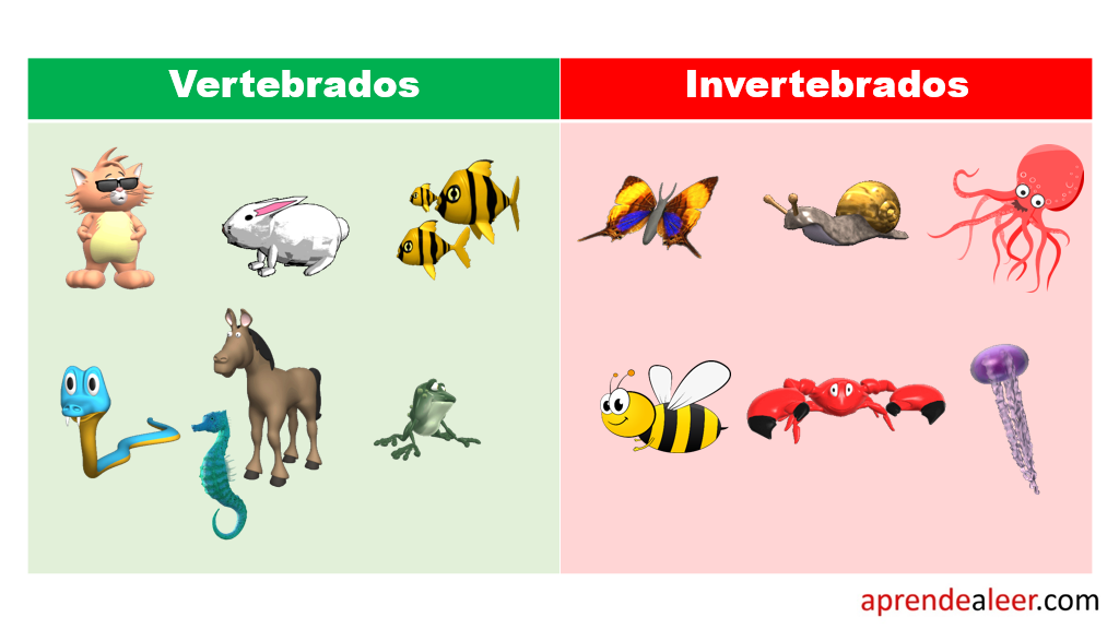 Los Animales Vertebrados E Invertebrados Y Su Taxonomia Worksheet